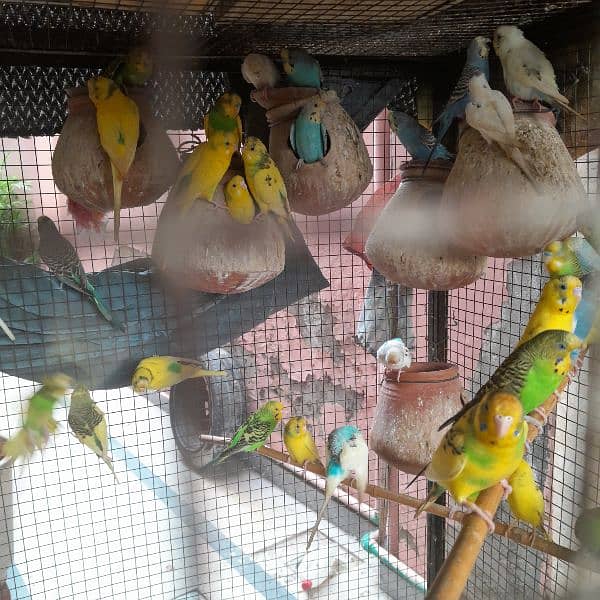 Budgies, healthy and breeder 3