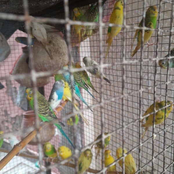 Budgies, healthy and breeder 4