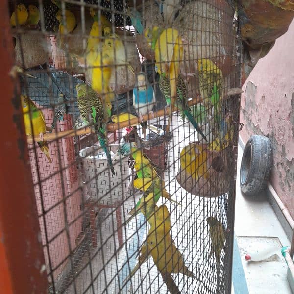 Budgies, healthy and breeder 5