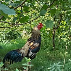 rooster for sale