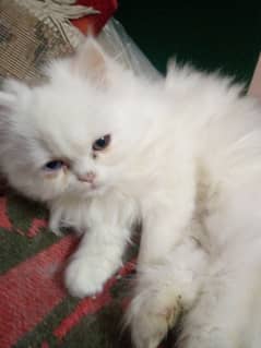 pure persian kitten 0