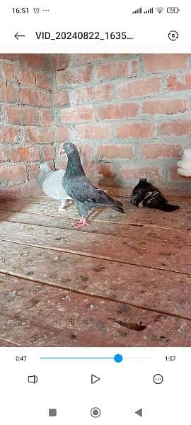 Pigeons 3