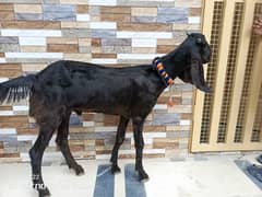 Bakra for sale