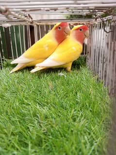 love bird pairs for sale