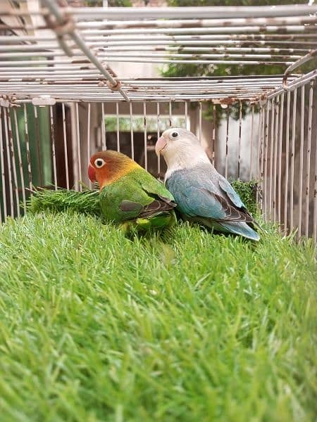 love bird pairs for sale 1