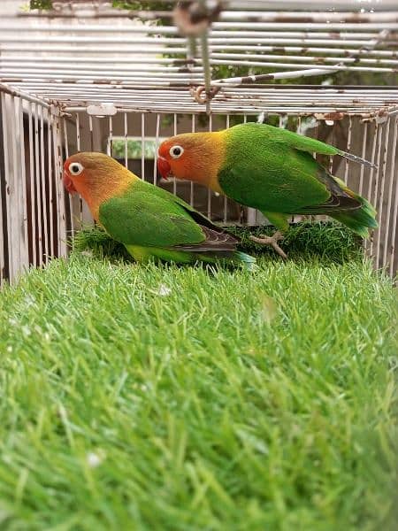 love bird pairs for sale 2