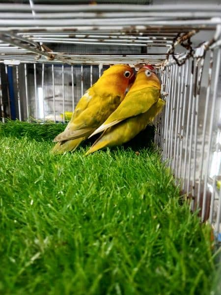 love bird pairs for sale 3