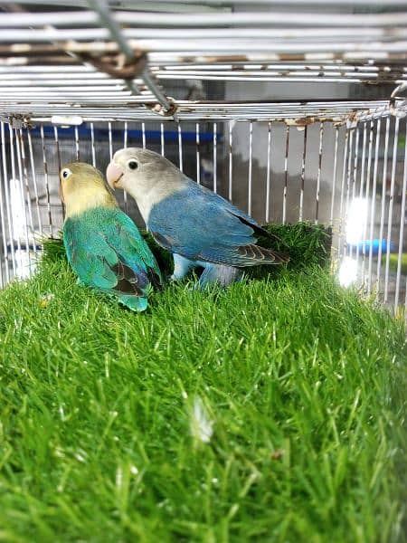 love bird pairs for sale 4