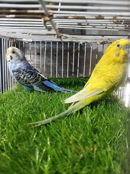 love bird pairs for sale 5