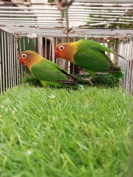 love bird pairs for sale 6