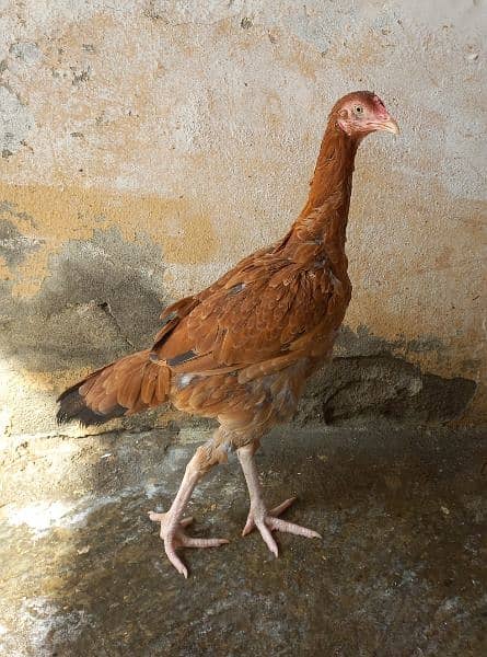 Aseel hen for sale 1