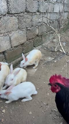 rabbits male and female