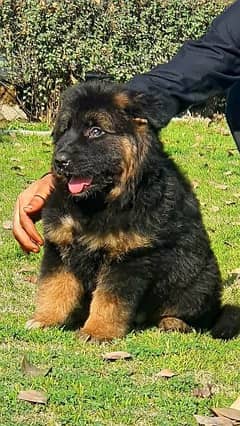 king German shepherd puppies