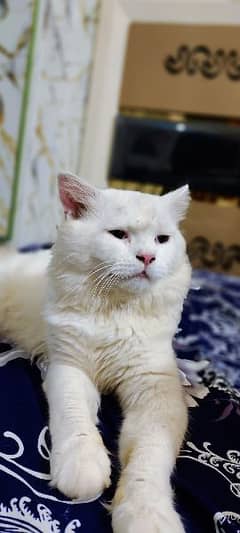 white Persian Male for Sale