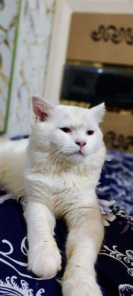 white Persian Male for Sale 0