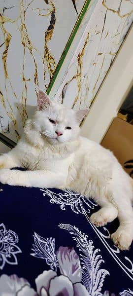 white Persian Male for Sale 1