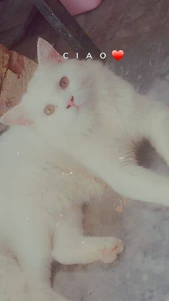 white Persian Male for Sale 2