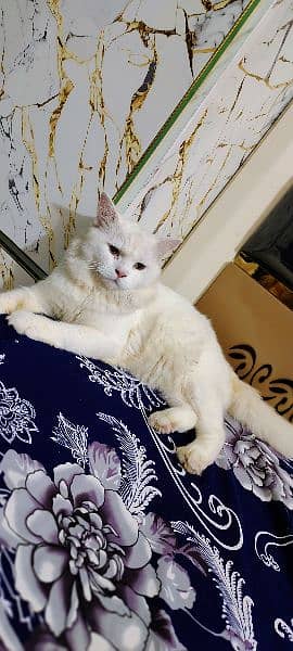 white Persian Male for Sale 3