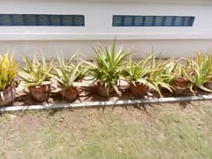 aloe Vera plant