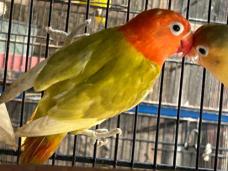 Blue Oplines/Common Lotino/Lotino Fishri/AlbinoRed Eye/love bird 2