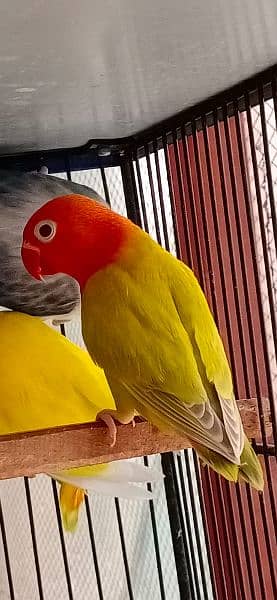 Blue Oplines/Common Lotino/Lotino Fishri/AlbinoRed Eye/love bird 3