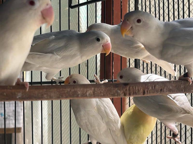 Blue Oplines/Common Lotino/Lotino Fishri/AlbinoRed Eye/love bird 4