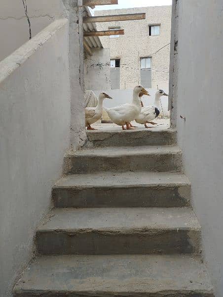 Ducks Pair 3 Female 1 Male Batakhein 0