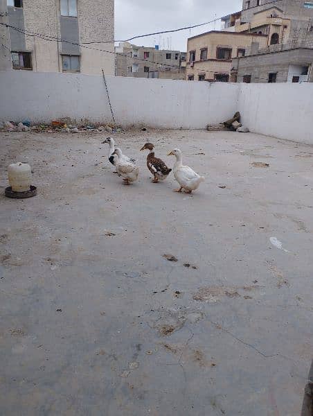 Ducks Pair 3 Female 1 Male Batakhein 1