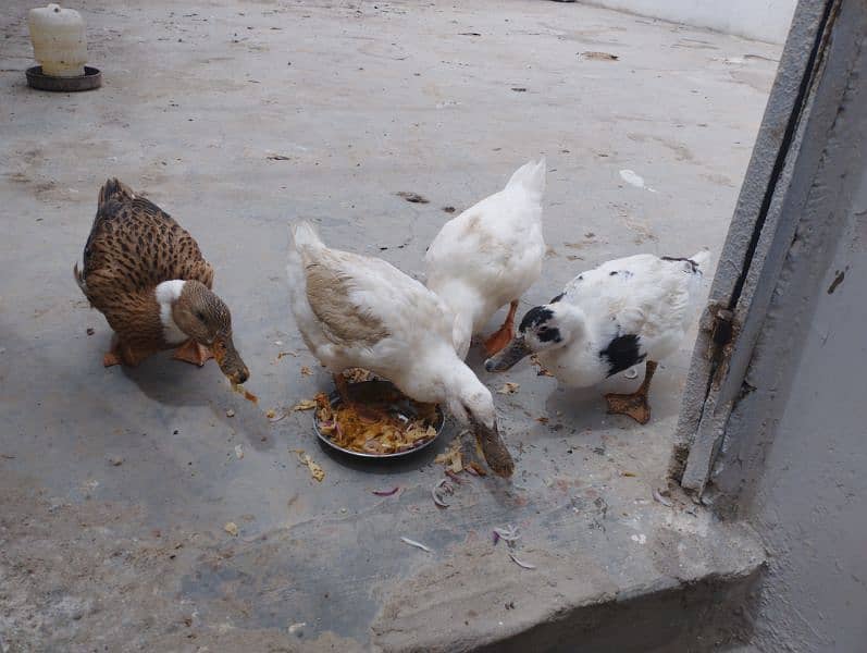 Ducks Pair 3 Female 1 Male Batakhein 3