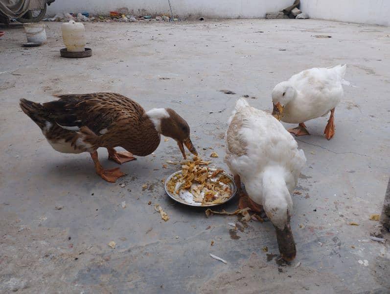 Ducks Pair 3 Female 1 Male Batakhein 5