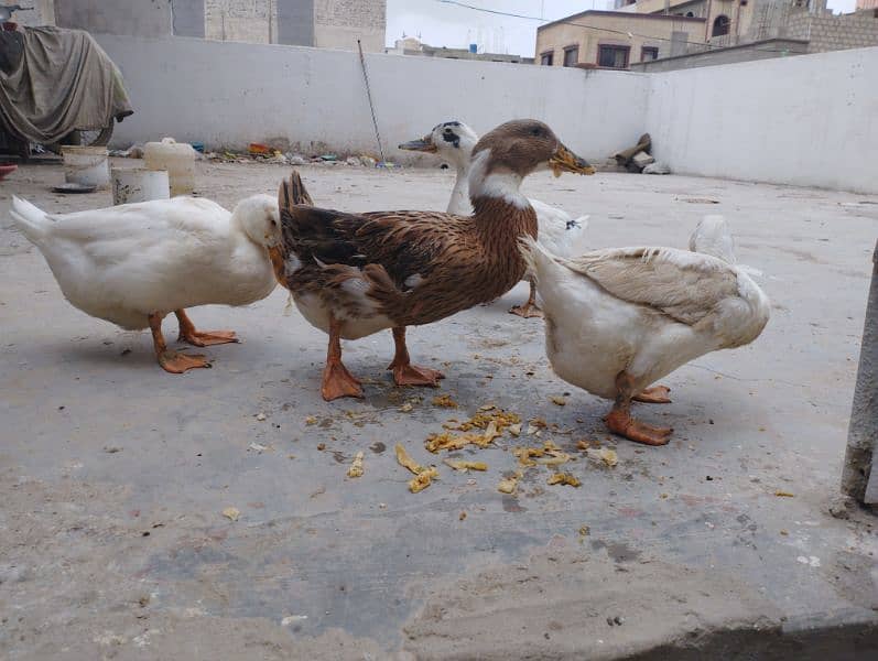 Ducks Pair 3 Female 1 Male Batakhein 8