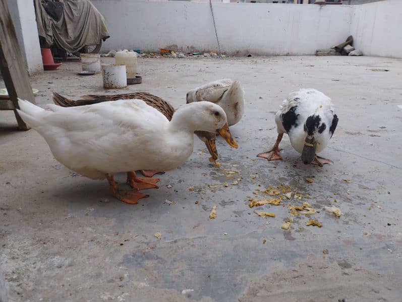 Ducks Pair 3 Female 1 Male Batakhein 9