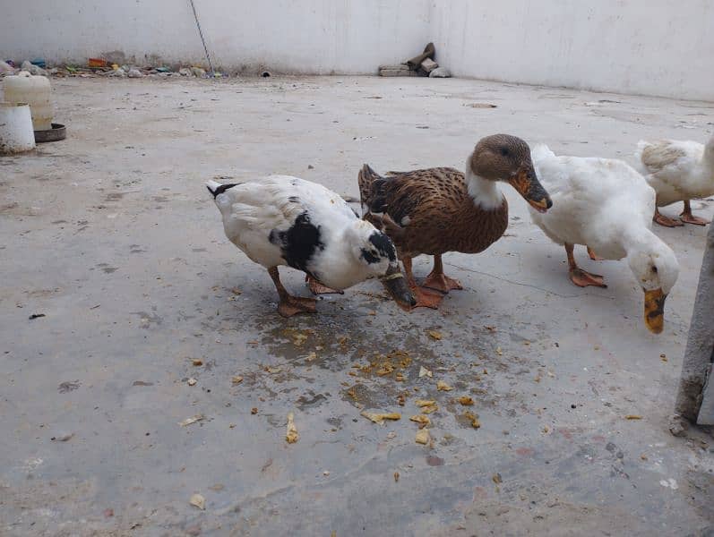 Ducks Pair 3 Female 1 Male Batakhein 10