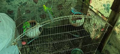 2 pair Australian Parrots, 4 budgies with cage for sale