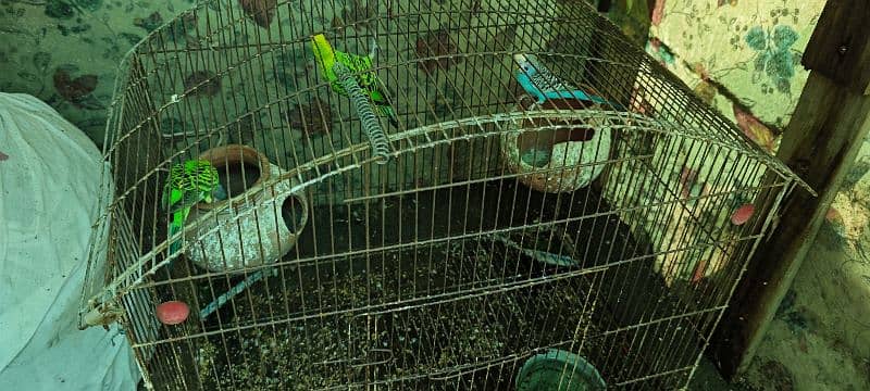 2 pair Australian Parrots, 4 budgies with cage for sale 0