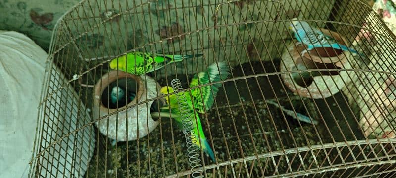 2 pair Australian Parrots, 4 budgies with cage for sale 1