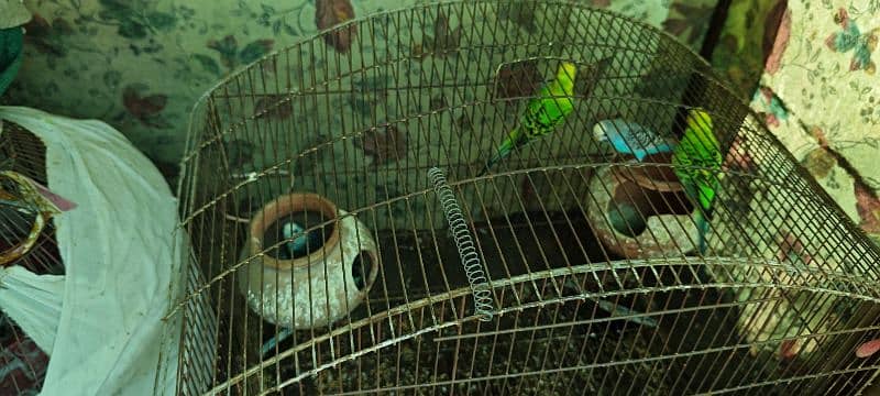 2 pair Australian Parrots, 4 budgies with cage for sale 2