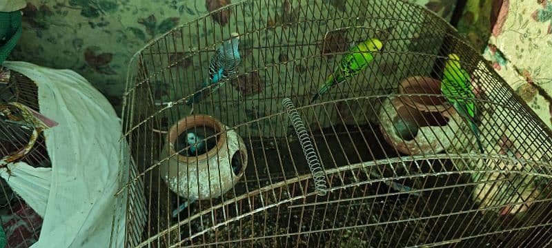 2 pair Australian Parrots, 4 budgies with cage for sale 3