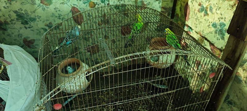 2 pair Australian Parrots, 4 budgies with cage for sale 4