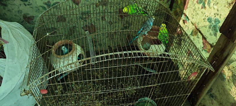 2 pair Australian Parrots, 4 budgies with cage for sale 5