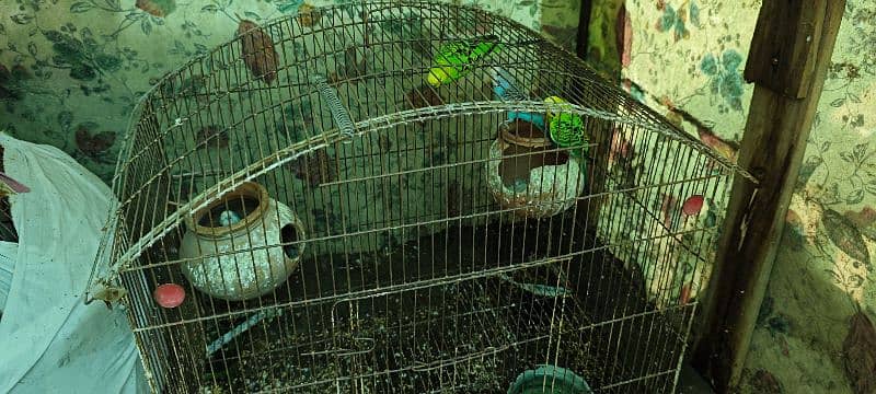 2 pair Australian Parrots, 4 budgies with cage for sale 6