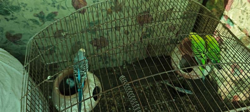 2 pair Australian Parrots, 4 budgies with cage for sale 8