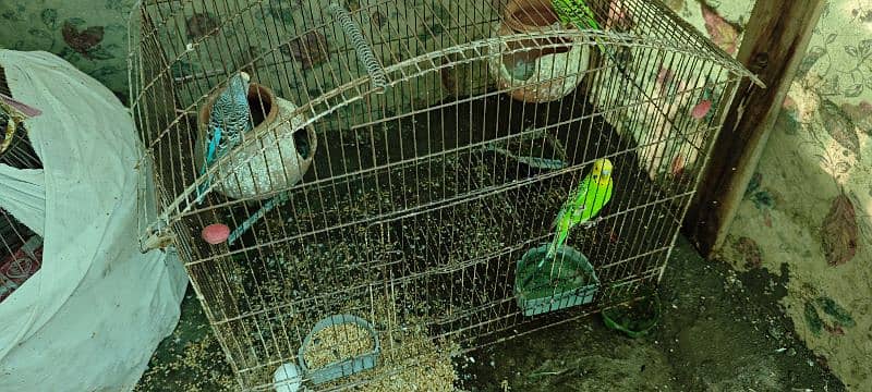 2 pair Australian Parrots, 4 budgies with cage for sale 9