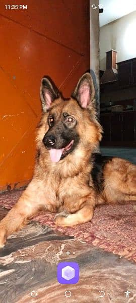 German shepherd dog. 2