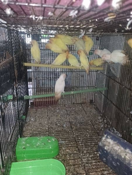 Adult Albino, Creamino and lutino 2