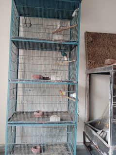 love birds with cage