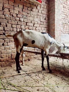 goat bakri for sale