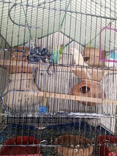 budgies for sale