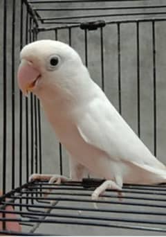 LOVE BIRDS  breeder male albino black eyes