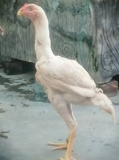 Dragon Male, Thai Male n White Shamoo Chicks for Sale 0